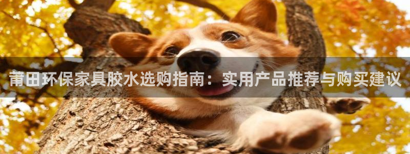 杏宇平台官方网站下载：莆田环保家具胶水选购指南：实用产品推荐